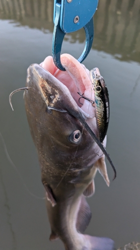 アメリカナマズの釣果