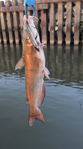 アメリカナマズの釣果