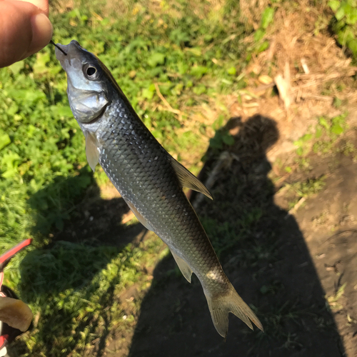 ニゴイの釣果