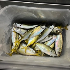 アジの釣果