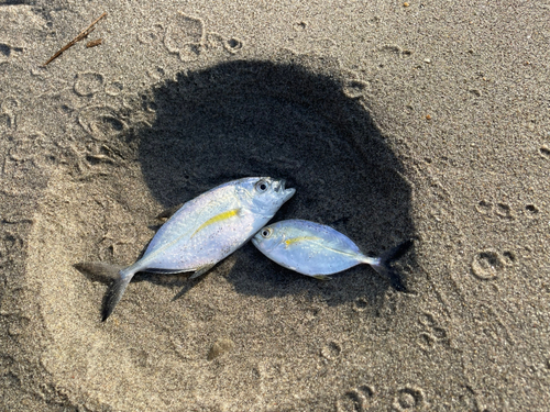 メッキの釣果