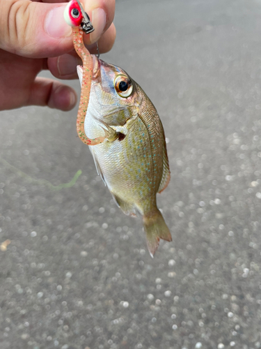 タイの釣果