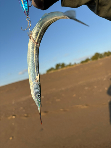 イナダの釣果