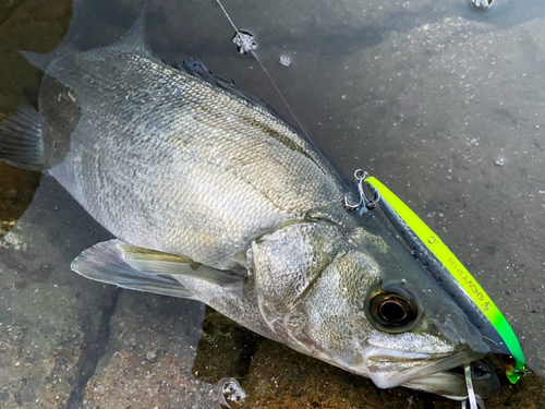 ヒラスズキの釣果