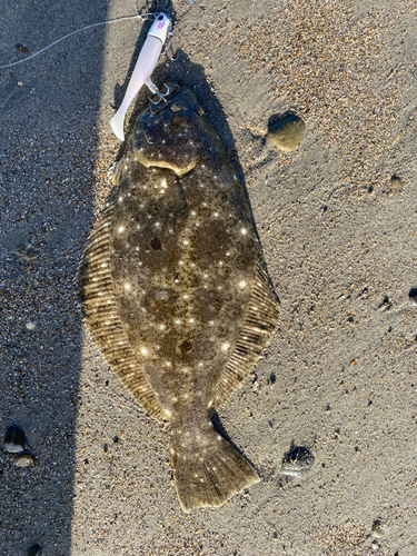 ソゲの釣果