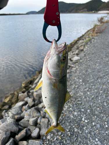 イナダの釣果