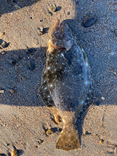 ソゲの釣果