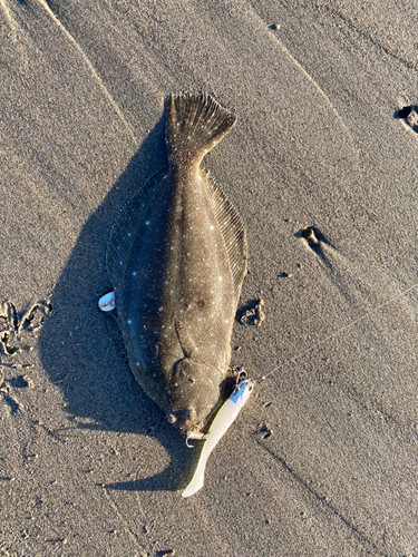 ソゲの釣果