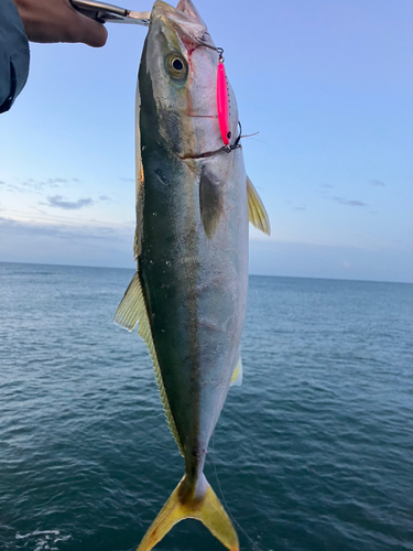 ハマチの釣果