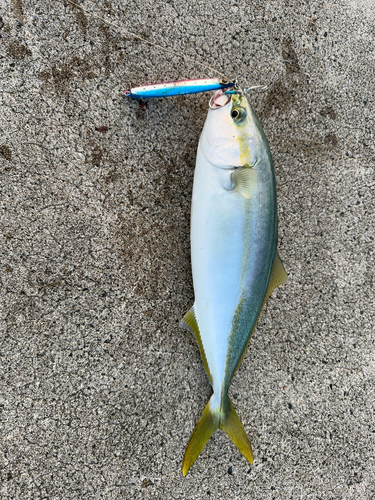 ワカシの釣果