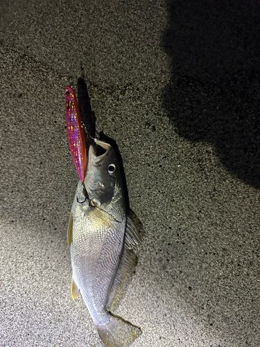 ニベの釣果