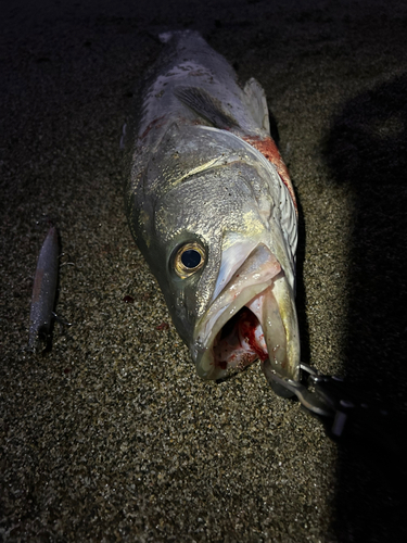 スズキの釣果