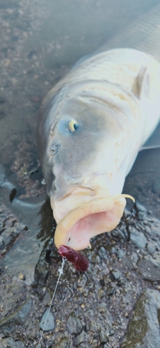 釣果