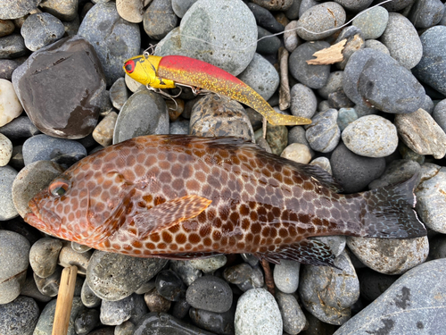 オオモンハタの釣果