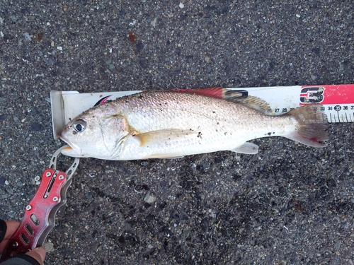 イシモチの釣果