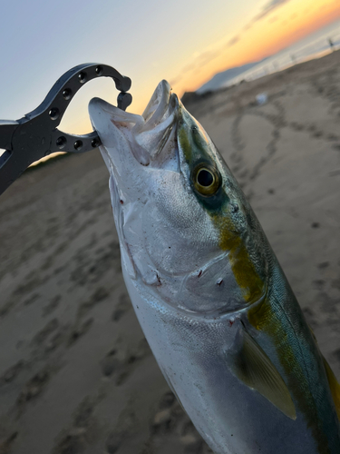 イナダの釣果