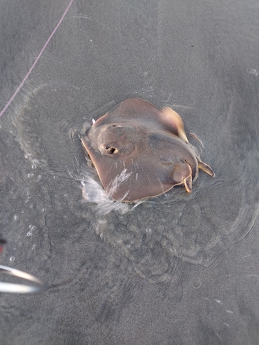 アカエイの釣果