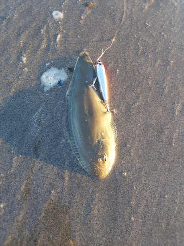 シタビラメの釣果