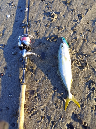 イナダの釣果