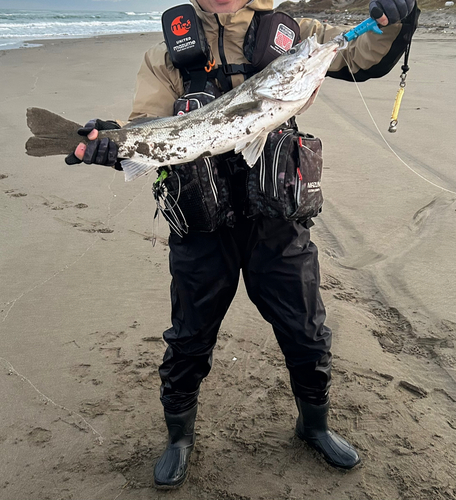 スズキの釣果