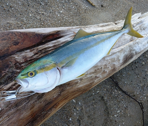 ハマチの釣果