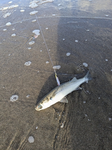 ボラの釣果