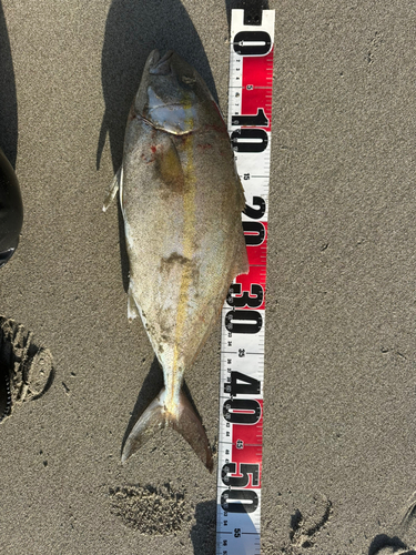 ショゴの釣果