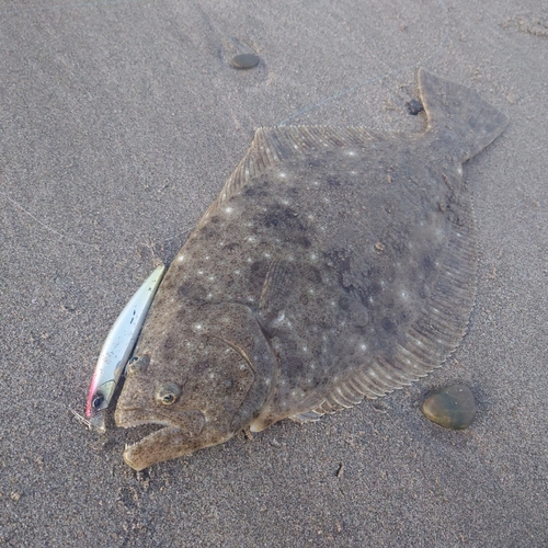 ヒラメの釣果