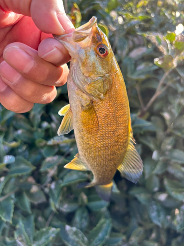 スモールマウスバスの釣果