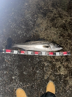 スズキの釣果