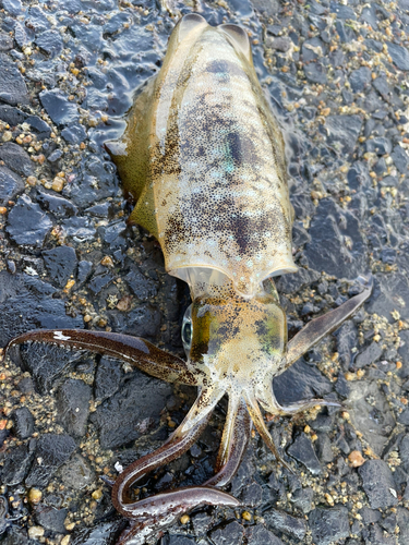 アオリイカの釣果