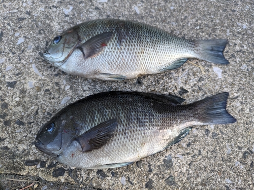 メジナの釣果