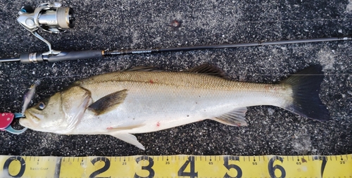 シーバスの釣果