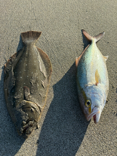 ヒラメの釣果