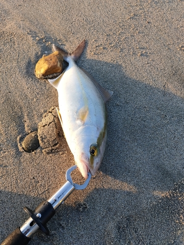 ショゴの釣果