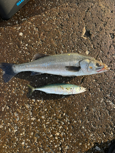 シーバスの釣果