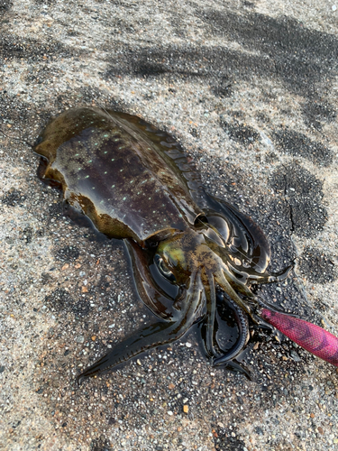 アオリイカの釣果