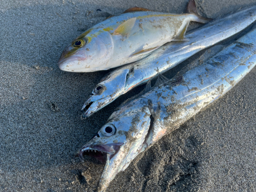 ショゴの釣果