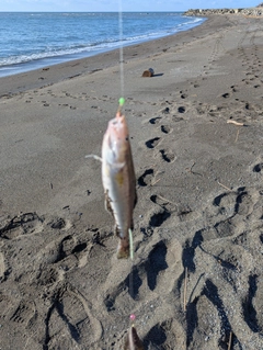 コマイの釣果