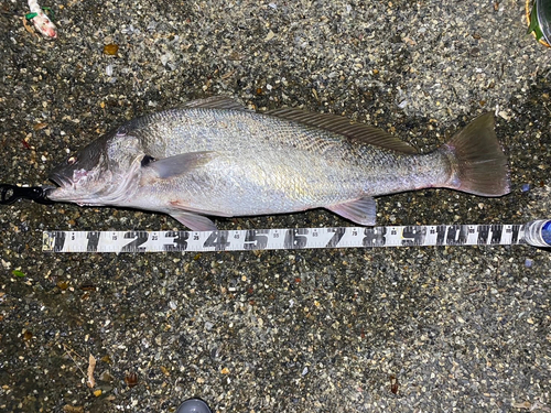 オオニベの釣果