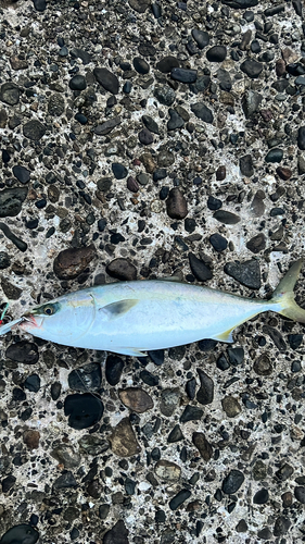 ハマチの釣果