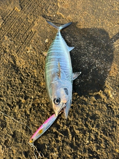 釣果