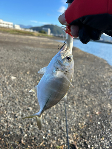 ギンガメアジの釣果