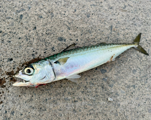 サバの釣果