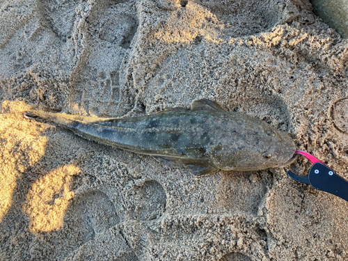 マゴチの釣果