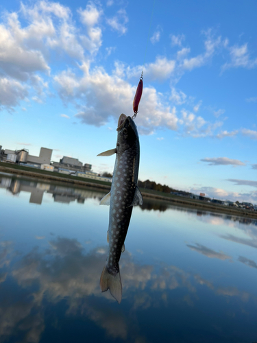 アメマスの釣果