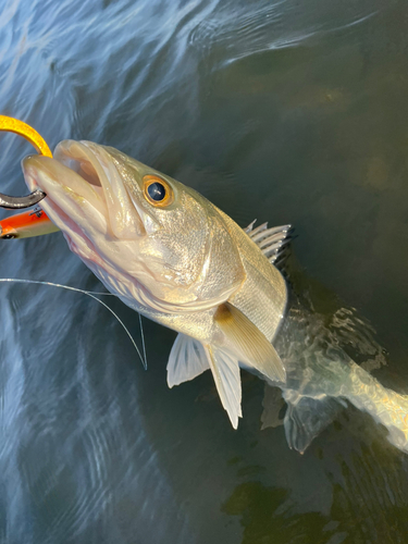 シーバスの釣果