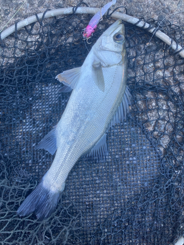 セイゴ（ヒラスズキ）の釣果