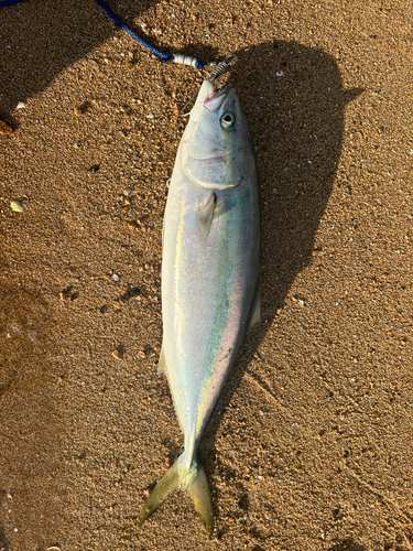 ハマチの釣果