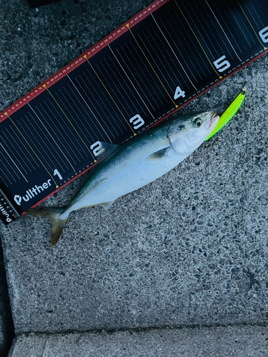 ヤズの釣果